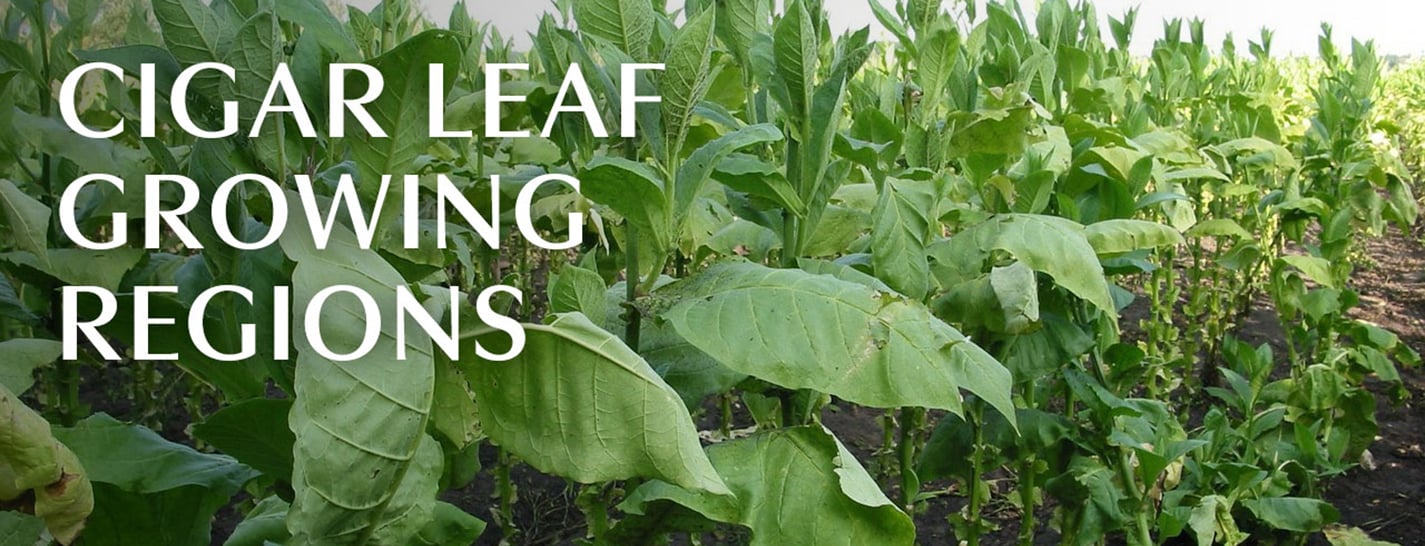 Cigar Leaf Growing Regions