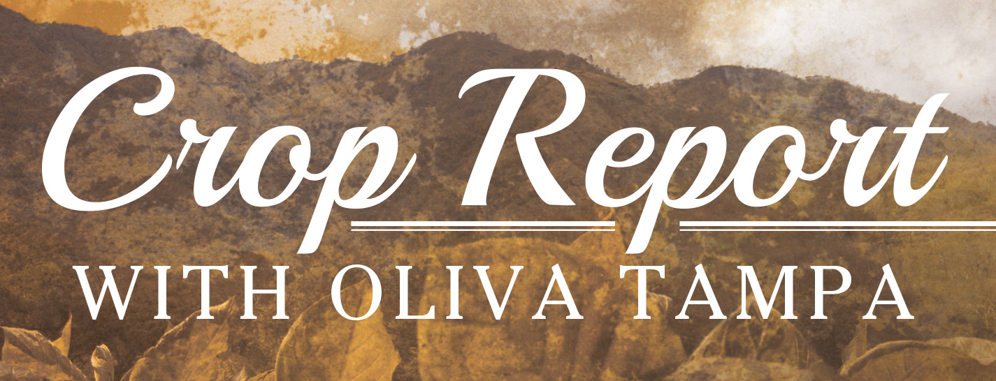 Crop Report with Oliva Tampa content main image