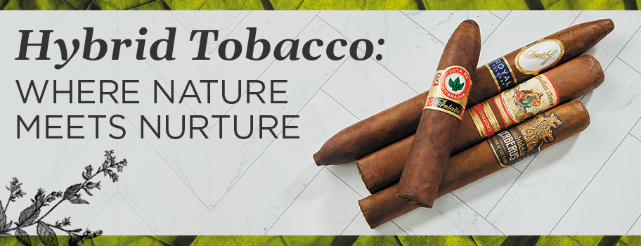 Hybrid Tobacco: Where Nature Meets Nurture content main image